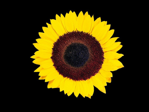 422981 (a): :1024x768